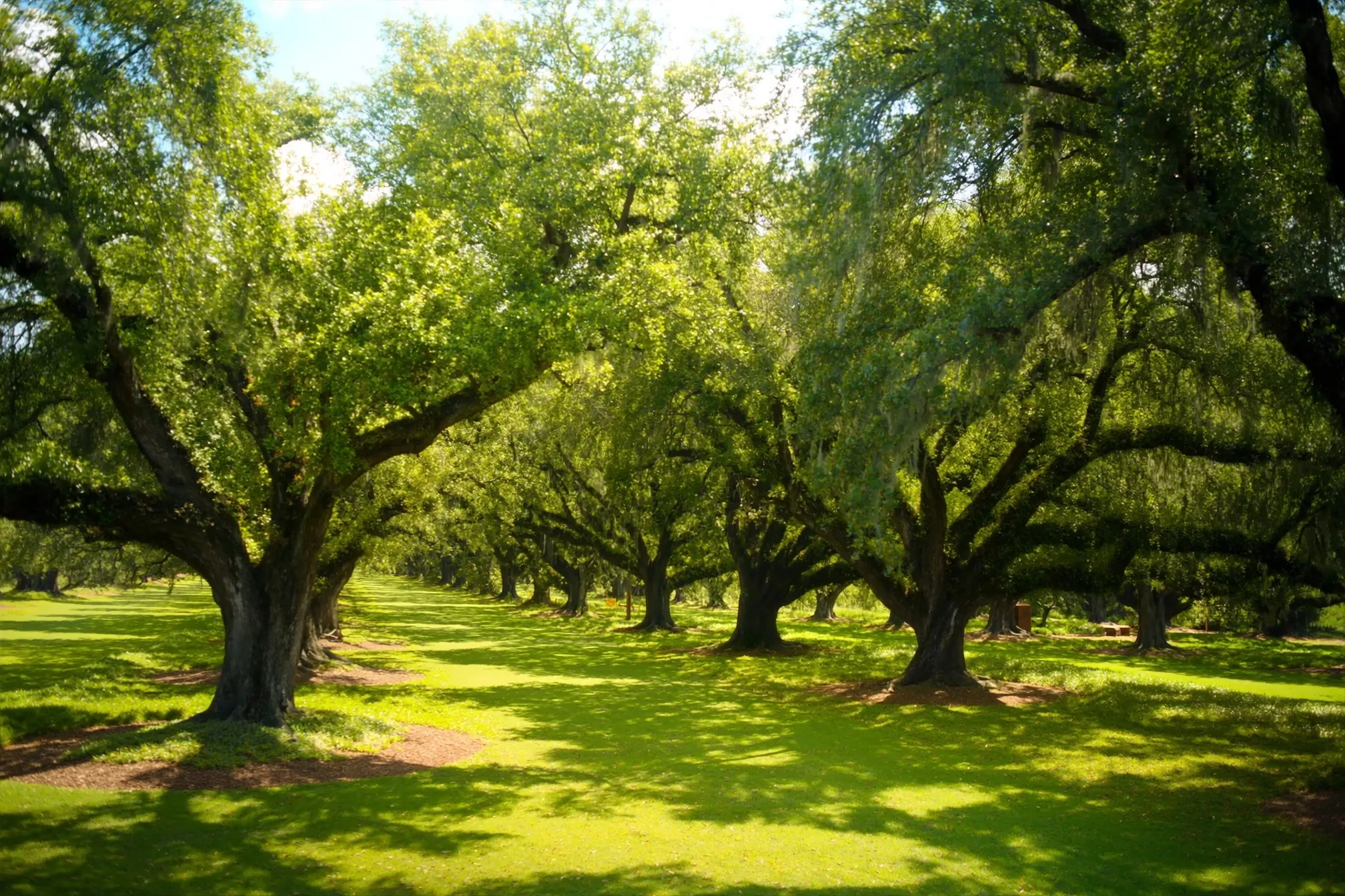 Ancient live oak trees with broad canopies over a sunlit green lawn on the Louisiana Northshore