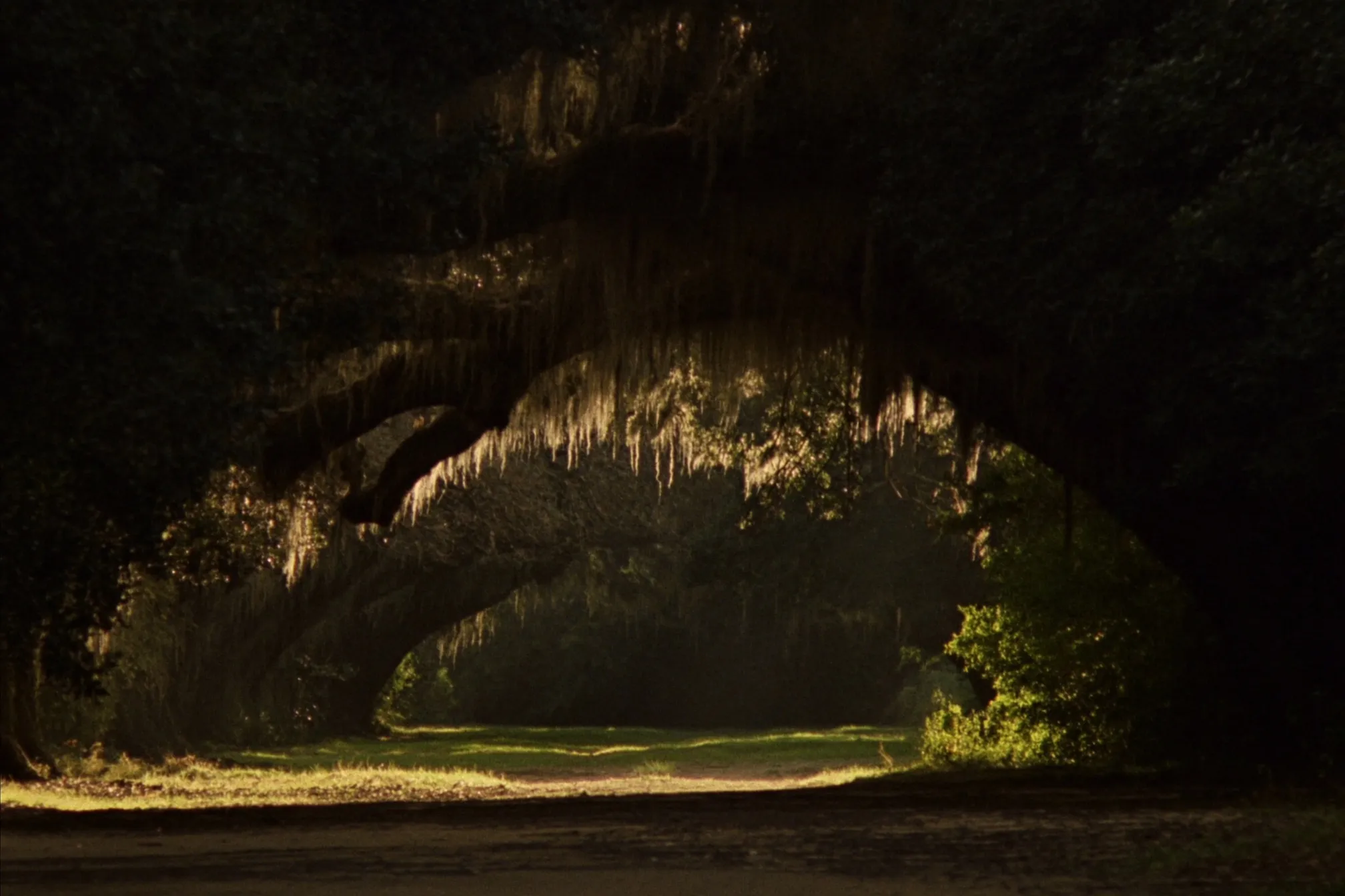 Live oaks draped in Spanish moss forming an archway over a quiet Northshore path